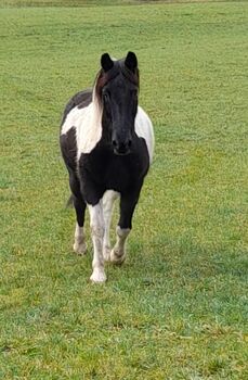 Winnetou sucht, Christiane Nothdurfter , Pferd kaufen, Bramberg Am Wildkogel