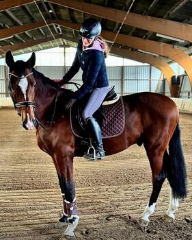 „Winning Legend – 172cm Wallach, Dressur A-L, Springen A, brav, gesund, inkl. Zubehör“