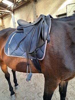 Wintec Vielseitigkeitsattel, Michelle wilms , All Purpose Saddle, Eppstein 