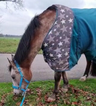 Winterdecke 155 cm von Appaloosa, Pro West Winterdecke gefüttert regendicht , Ulrike Alpmann, Pferdedecken, Ratingen