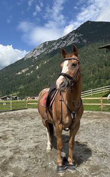 Schweren Herzens suchen wir ein neues Zuhause: Unsere Appaloosa-Stute „Arizona"