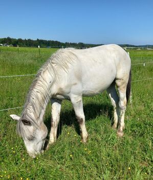 Weißer Noriker Hengst, Daniela, Horses For Sale, Schildorn 