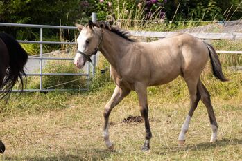 HF Mobster Enkel in goldbuckskin, Kerstin Rehbehn (Pferdemarketing Ost), Konie na sprzedaż, Nienburg