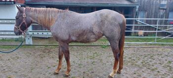 wundervolle Tochter von Unxpected, Kerstin Rehbehn (Pferdemarketing Ost), Horses For Sale, Nienburg