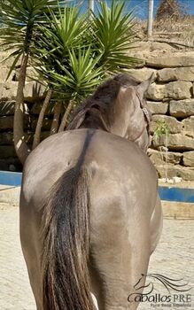 Wundervoller  Grullo farbener PSL Wallach - 1.55 m