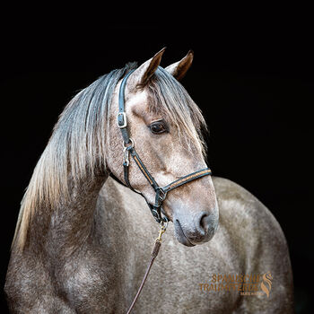 Wunderbarer PRE-Wallach zum Selberausbilden