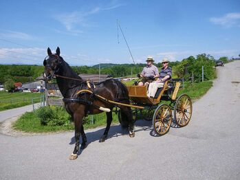 Einspänner Kutsche Holz Spider, Alois Pöchhacker, Carriages, Waidhofen/Ybbs