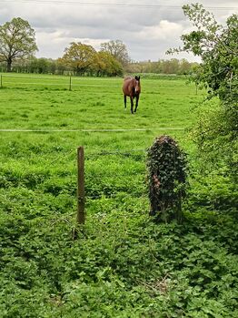 Work with horses wanted, Kate, Job Seekers, Weston Colville