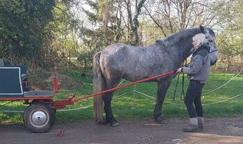 Pferdekutsche Endmaß/ Pferd