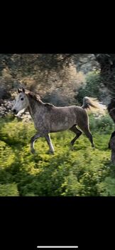 Gorgeous Arabic mare, 6 years, Anna, Konie na sprzedaż, Mytilini