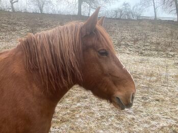 Tolle Kaltblutmixstute