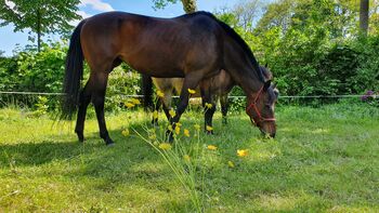 Tolle Vollblutstute sucht neue Herausforderung, Sandra Sommerfeld, Konie na sprzedaż, Hoppegarten