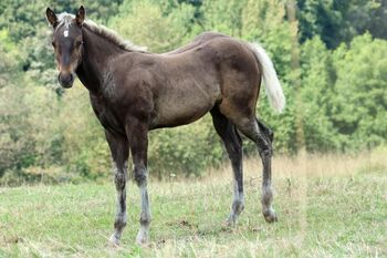 Wundervolles Quarter Horse Stutfohlen in Silver Bay, Kerstin Rehbehn (Pferdemarketing Ost), Konie na sprzedaż, Nienburg