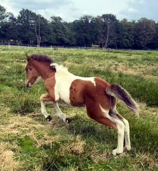 Tolles Stutfohlen mit viel Tölt, ElfenPferde, Konie na sprzedaż, Seesen