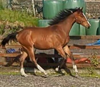 Fabulously Well Bred Yearling filly