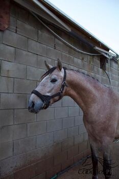 Toller 3 jähriger Rotschimmel Hengst - ca. 1.60 m - Pura Raza Española, Thomas Adams (Caballos PRE), Konie na sprzedaż, Bell