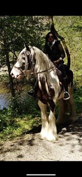 wundervoll und lieber irish cob wallach, Betty, Konie na sprzedaż, Tragwein