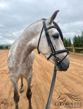 Wundervoller PRE Hengst - 4,5 Jahre alt - ca. 1.66 m