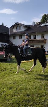 Traumhafter Pinto Wallach