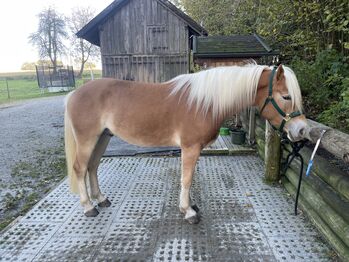 Wundervoller Haflinger Wallach