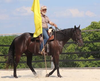 Traumhafter Quarter Horse Wallach in schwarz - Fair ausgebildet und vielseitig einsetzbar, Kerstin Rehbehn (Pferdemarketing Ost), Konie na sprzedaż, Nienburg