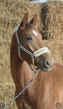 Traumhafter Wallach 4 jährig sucht 5***** Zuhause