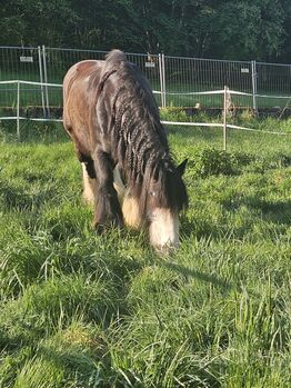 Reitbeteiligung auf Tinker, Martina , Horse Sharing
, Hirschbach