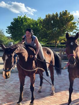 Reitbeteiligung Erlensee oder Umgebund