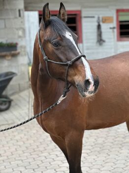 Freizeit Allrounder, Stefanie Otti, Konie na sprzedaż, St.Paul