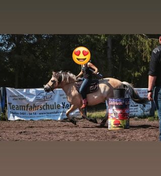Allround Familienpferd sucht Bestplatz, Familie, Konie na sprzedaż, Rahden