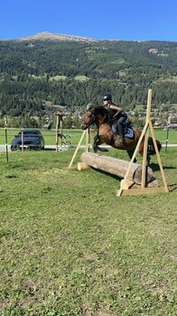 Vielseitiges Ausreitpferd