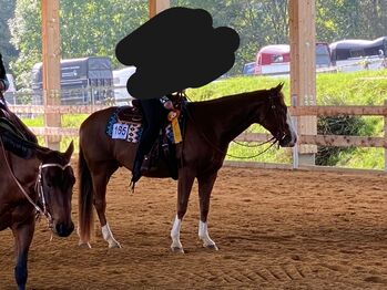 Vielseitiger Quarter Horse Wallach mit tollem Mind