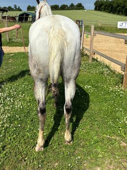 Wunderbare 5 jährige ApHC Stute