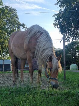 Wunderschöne 16 Jährige Haflinger / Fjord, Laura, Pferd kaufen, Straden