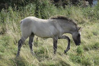 Wunderschöne 3 j. Highlandpony Stuten, Tina, Pferd kaufen, Calden