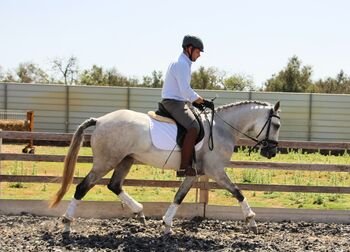 Wunderschöne 5 jähriger Lusitano Stute zu verkaufen