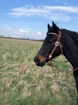 Wunderschöne American Quarter Stute/Zucht zugelassen, Nicole Leuther, Pferd kaufen, Lorsch  