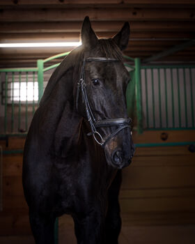 Wunderschöne Hannoveraner Stute sucht neues Zuhause