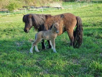 Wunderschöne Hengstfohlen Partbred Shetty Falbe, Nadine  (Shettyzucht Frechdachs ), Pferd kaufen, Heringen