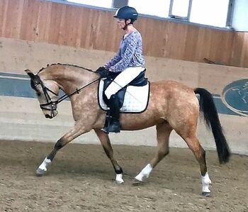 Wunderschöne hoch talentierte Deutsche Reitponystute, Jana Kölblinger , Pferd kaufen, Wien