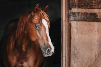 Wunderschöne Quarter Horse Stute, Muster Benjamin , Konie na sprzedaż, Gamlitz