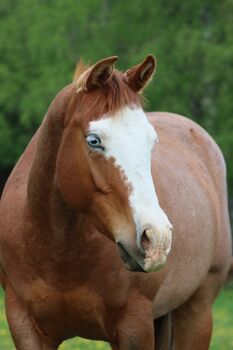 Wunderschöne Quarter Horse Stute in red roan splash