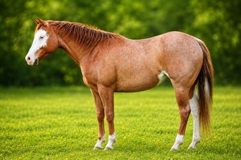 Wunderschöne Quarter Horse Stute in red roan splash, Kerstin Rehbehn (Pferdemarketing Ost), Pferd kaufen, Nienburg