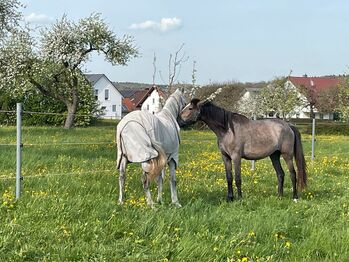 Wunderschöne, rohe PRE Stute mit bester Veranlagung