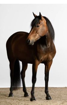 Wunderschöne Spanierin L-Level, ISPA - Iberische Sportpferde Agentur (ISPA - Iberische Sportpferde Agentur), Pferd kaufen, Bedburg