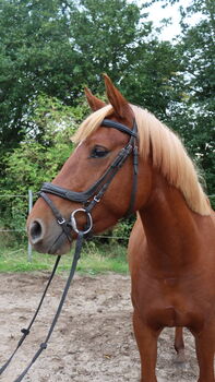 Wunderschöne Stute, Hilbig Christopher , Horses For Sale, Schlichting