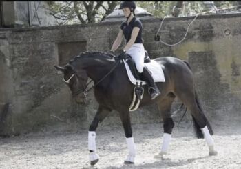 Wunderschöne Stute für Sport - Freizeit-Zucht, Christa Kellershohn, Pferd kaufen, Engelskirchen