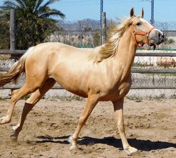 Wunderschöne tragende Palomino PRE Stute mit Blesse, Post-Your-Horse.com (Caballoria S.L.), Horses For Sale, Rafelguaraf