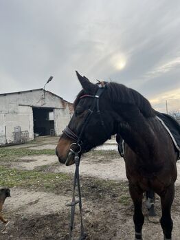 Wunderschöne Trense von Bellora Equestrian (schwarz und rot), Bellora Equestrian, Bellora Equestrian, Trensen, Budakalász