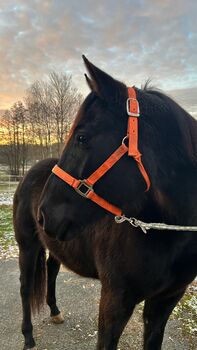 Wunderschöne und ausdrucksstarke QH Stute - Foundation gezogen, Lisa Jeschan, Horses For Sale, Prebitz